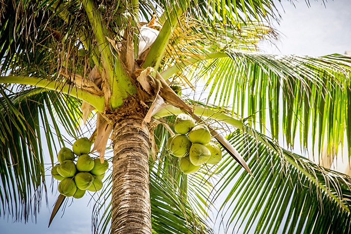 Kokosnusspalme mit Kokosnüssen
