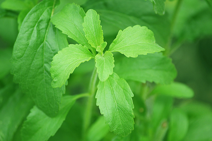 Blatt der Stevia-Pflanze
